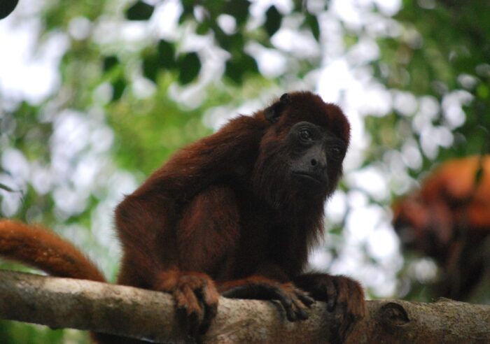 Morte de macacos reforça o alerta para a febre amarela – Foto: Pixabay/Reprodução/ND