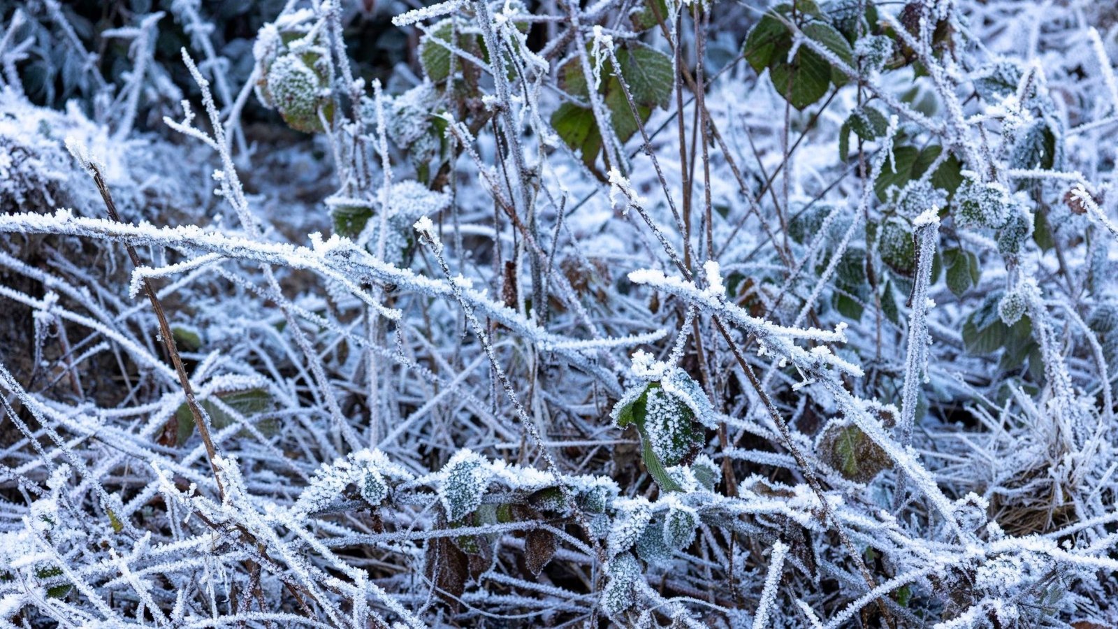 Temperaturas podem ficar abaixo de zero no fim de semana no Sul e trazer chances de geadas - Pexels/ND Mais