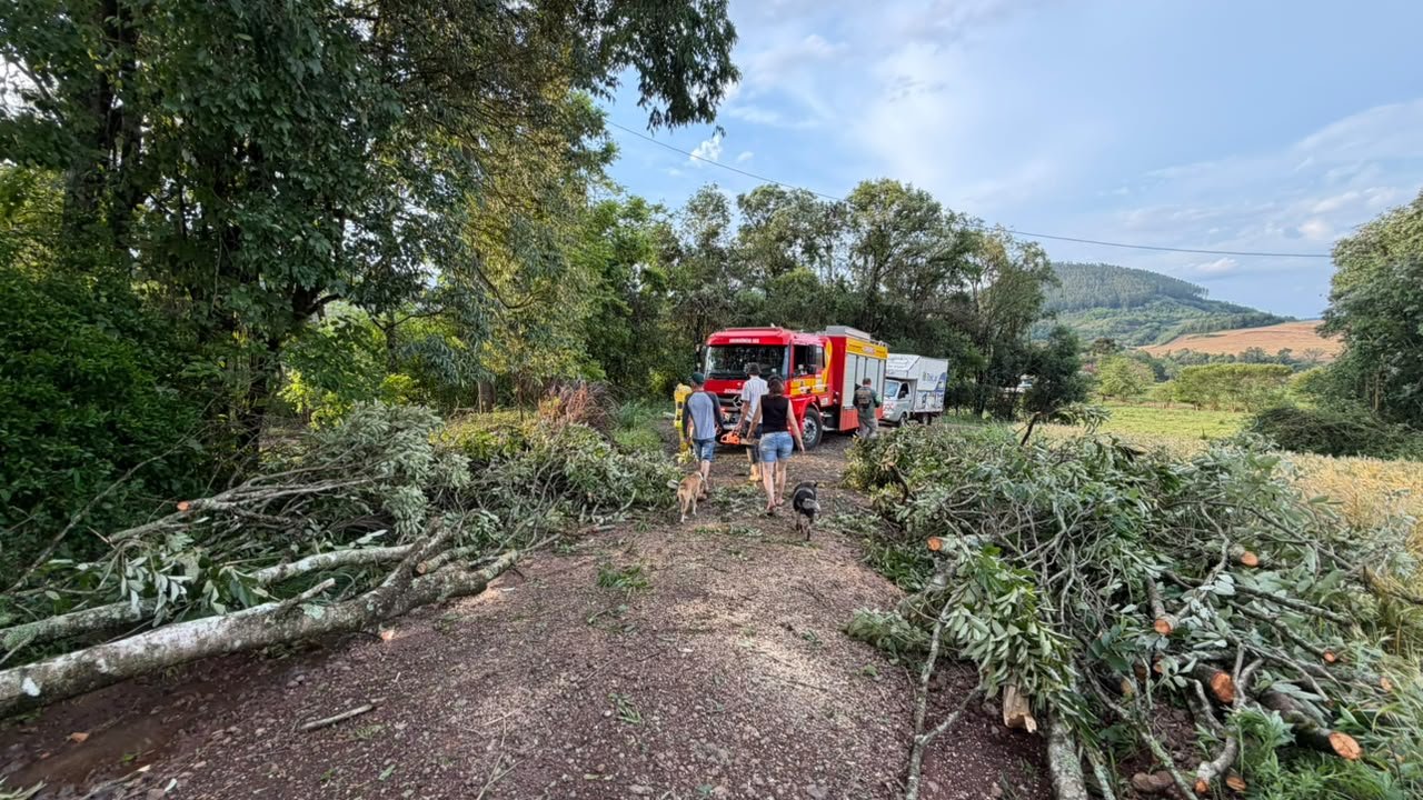 Árvores caídas na pista após passagem de vendaval em Quilombo
