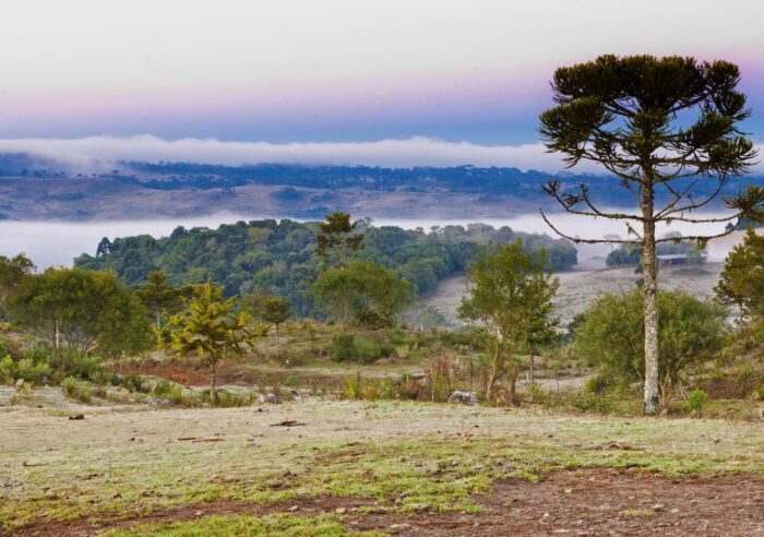 Paisagem com campo aberto e vegetação sob geada e clima frio em Santa Catarina