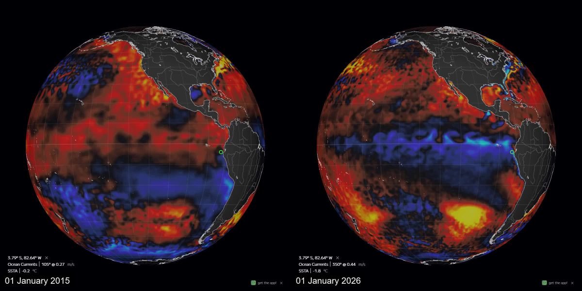 FRAME - El Niño pode chegar próximo a 100% no início da primavera - Tern/@1goodtern/X
