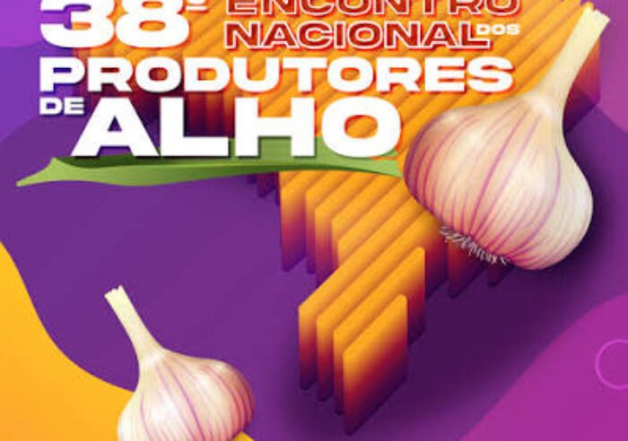 Plantas de alho cultivadas em canteiro agrícola