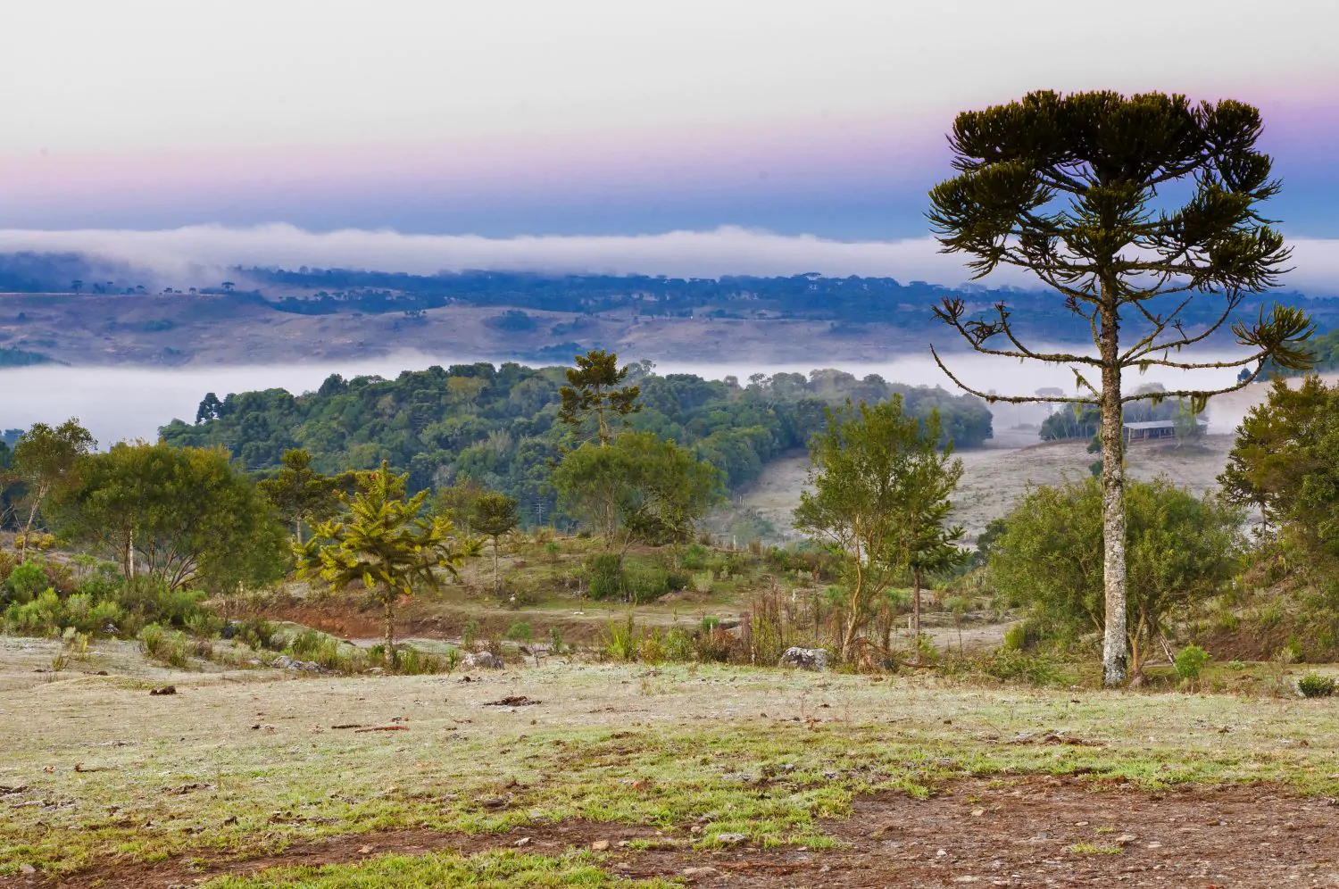 Paisagem com campo aberto e vegetação sob geada e clima frio em Santa Catarina